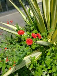 Image result for Emilia coccinea