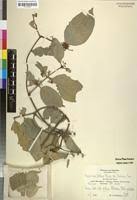 Image result for Hippocratea pallens