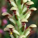 Image result for Disa ochrostachya