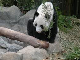 Here you will find high quality dishes ranging from malay, japanese and chinese cuisines through to american and italian. Panda River Safari Singapore Free Photo On Pixabay