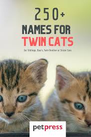250 creative pair names for pet duos. 250 Twin Cat Names For Sibling Duo Cats Petpress