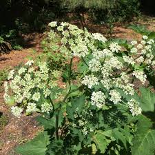 Image result for Heracleum