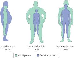 Image result for Body Composition Changes with Aging