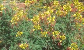 Can be trained to small tree. Plantfiles Pictures Caesalpinia Species Desert Bird Of Paradise Yellow Bird Of Paradise Caesalpinia Gilliesii By Mia1981
