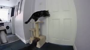 Cat Hatches An Escape Plan Perros Gatos Mascotas