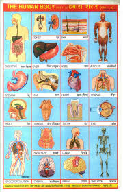 Indian School Posters School Posters Art Room Posters School