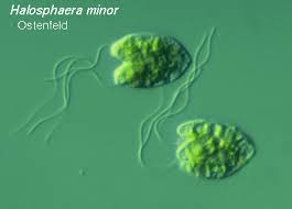 Image result for Pycnosphaera