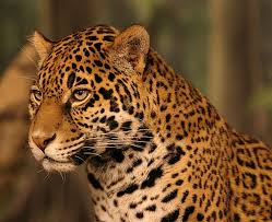 Read morethe rich flora and fauna in the amazon rain forest! Jaguar Animal Facts Panthera Onca Az Animals