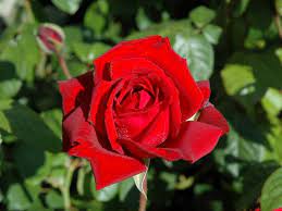 Many times, however, some people have questions about funeral flowers. 13 Beautiful Remembrance Roses To Plant In Loving Memory Funeral Guide