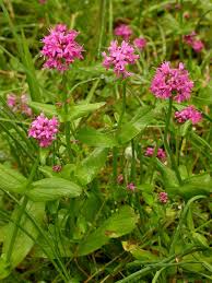 Image result for Pleiotaxis pulcherrima