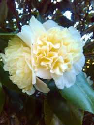 Camellia Japonica Gwyneth Moran Australia 1942 Showy Flowers Beautiful Flowers Camellia Flower
