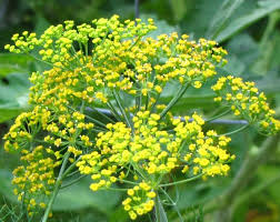 Untuk mengatasi masalah rambut rontok ini, maka tidak ada salahnya menggunakan pengobatan secara. Apa Itu Daun Dill Adas Sowa Dan Manfaatnya Bibitbunga Com