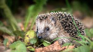 Wann und wie sollte gefüttert werden? Schutz Fur Igel Werfen Sie Laub Nicht In Die Bio Tonne Stern De