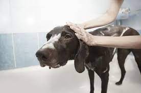 9 Reasons Why Does My Dog Lick Himself After A Bath Lovely Puppies