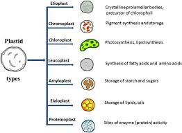 The Proplastids Forms A Colourless Plastid Called Asa. Amyloplastsb.  Aleuroplastsc. Elaioplastsd. All Of The Above