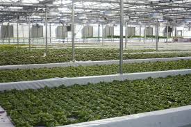 Aquaponics The Future Farm