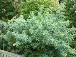 Jardin Du Sud En 2020 Jardin Du Sud Acacia Jardins