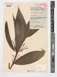 Image result for Corymborkis corymbis