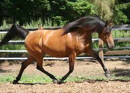 First introduced to poland in the 16th century by the turks, these arabians were seized by the local people as spoils of war. Photo Arcadya Bay Mare By Ss Hypnotic Arabian Album Polish Arabian Horses A I Hypoint Fotki Com Photo And Video Sharing Made Easy