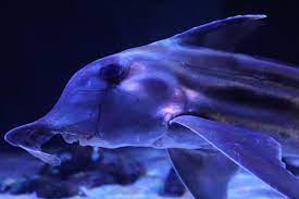 サンシャイン水族館】見てなるほど！食べてなるほど！知ってなるほど！「ゾクゾク深海生物2021」 | ココシル池袋