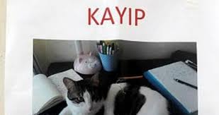 Kaybolan Kedi Icin Kayip Ilani Karadeniz Dogu Anadolu Haberleri