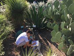 Here, you can find a large spectrum of possibilities, from simple and easy to grow cacti to the rarest, unusual, and hard to find collector specimens. Texas Native Plants Abound Dallas Arboretum And Botanical Garden Blog