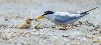 4,482 likes · 964 talking about this · 28 were here. Nieuw Natuurgebied Marker Wadden Al Een Waar Vogelparadijs Max Vandaag