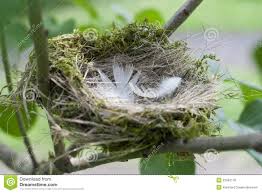 English words for haus include house, home, building and home garden. Das Nest Des Vogels Ein Synonym Fur Ein Gemutliches Haus Wohnung Stockfoto Bild Von Blau Getrennt 33042178