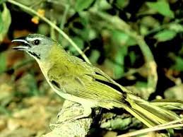 Canto De Trinca Ferro Bom Dia Seu Chico Com Boi Aves Do Brasil O Canto Harmonioso Do Trinca Ferro Ou Picharro Aves Do Brasil Aves Passaros