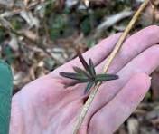 NC Native Plant Forum | Facebook