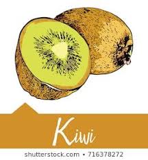 Vector Illustration Kiwi In Hand Drawn Graphics Menu Restaurant Food How To Draw Hands