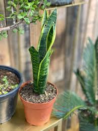 A beginner's guide to this resilient greenery. 4 Snake Plant