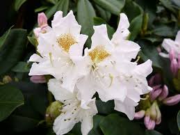 Rhododendron Cunningham S White Large Flowered Evergreen Hybrids