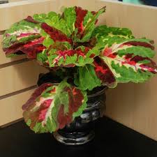 Image result for Coleus guerkei