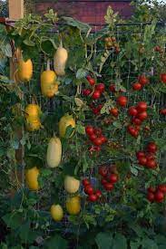 Step By Step How To Boost Your Plants Growth By 10 Times In Half The Time Vertical Vegetable Gardens Backyard Vegetable Gardens Vegetable Garden Design