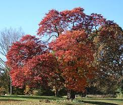 Practical plants is currently lacking information on propagation instructions of sassafras albidum. Sassafras Sassafras Albidum Saalb
