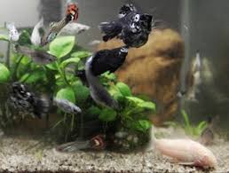 Ikan air tawar ini terkenal dengan gizinya, terutama karena kaya fosfor. Cara Mudah Budidaya