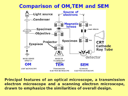 It has a means to accelerate and deflect the electron beam(s) onto the screen to create the images. Optical Microscopy Vs Scanning Electron Microscopy Ppt Download