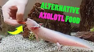 Frozen or raw food, live food, pellets. Axolotls Food Alternative Youtube
