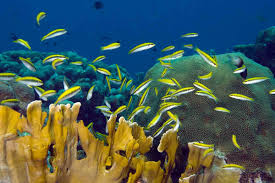 We did not find results for: Bluehead Wrasse Fish Switch From Female To Male In Just 20 Days New Scientist