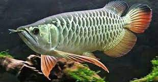 10 Ikan Hias Air Tawar Paling Populer Di Indonesia 2019 Pernahkah Anda Memelihara Ikan Hias Memeliha Peces De Acuario Peces De Agua Dulce Tipos De Peces