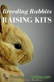 How To Breed Happy Rabbits And Raise Healthy Kits Breeding Rabbits Rabbit Rabbit Breeds Pet Rabbit Care