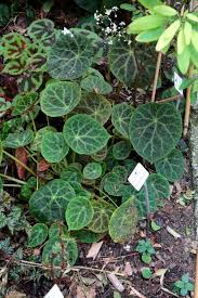 Image result for Begonia poculifera