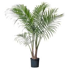 15 Home Staples I Buy From Ikea Room For Tuesday Ikea Plants Palm Plant Majesty Palm