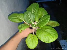 Chris scott sedang merenovasi rumahnya di kawasan marton avenue, middlesbrough, ketika dia memutuskan. Memetik Sayur Di Kebun Sendiri Lebih Jimat Dan Segar