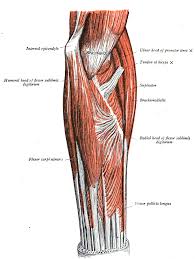 We did not find results for: Common Flexor Tendon Wikipedia