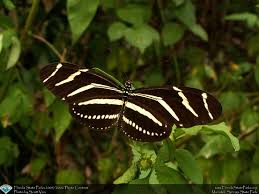 We did not find results for: Zebra Longwing Florida State Butterfly Butterfly Moth Insects