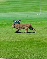 All kind of golf course hazards in Florida, but this one is worth admiring.  📷 Bo Jackson at the Sanctuary Course