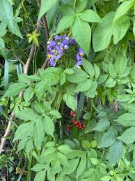Image result for Solanum seaforthianum