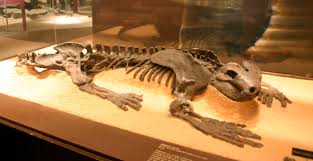 Ar fi nevoie de 130 de oameni pentru a căra o astfel de greutate. Reptila Diadectes Unul Dintre Cele Mai Mari Animale Terestre DeÈ™tepÈ›i Ro